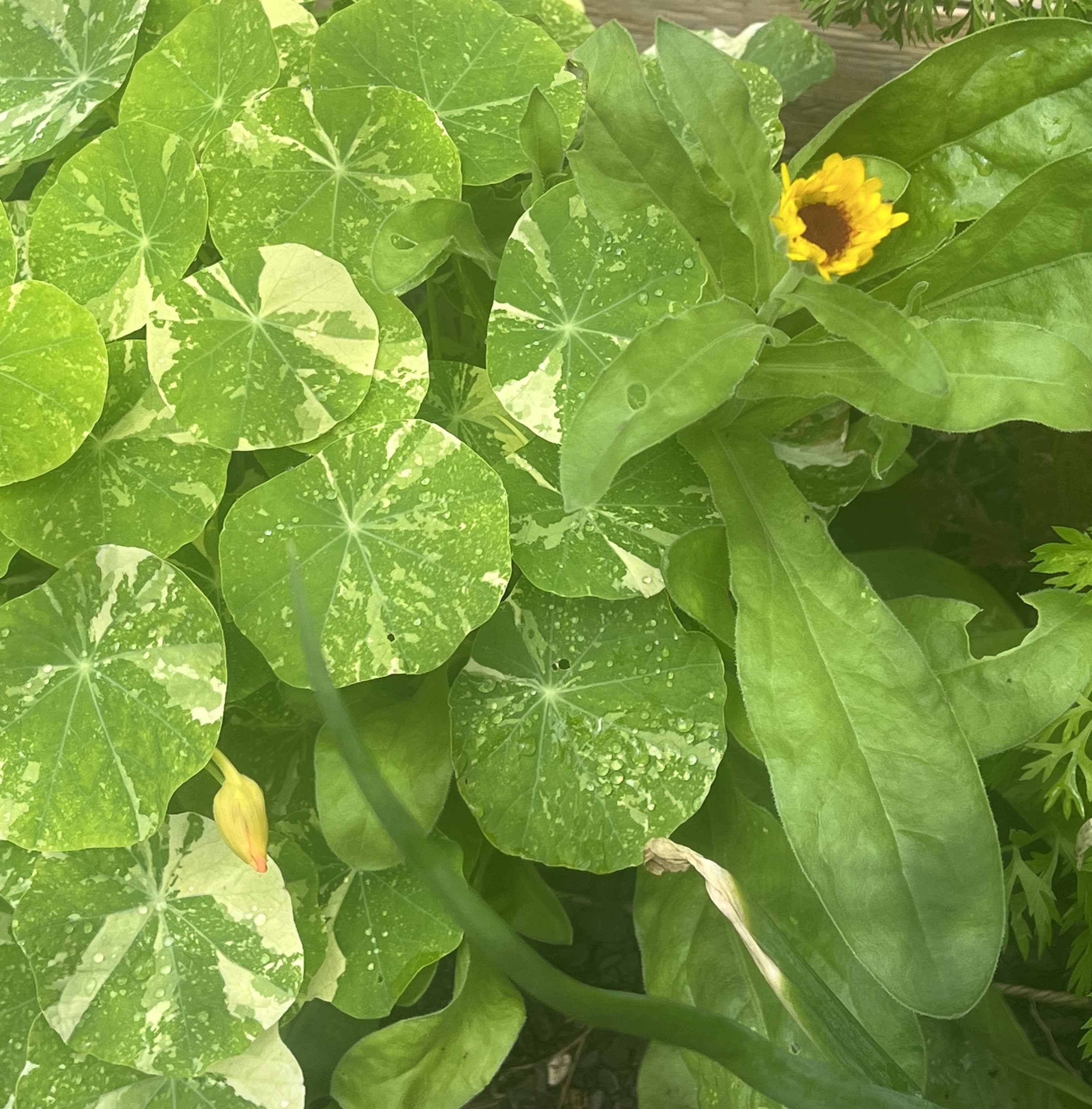 Calendula flower blooming