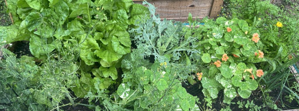 Raised bed garden with green leaved plants.