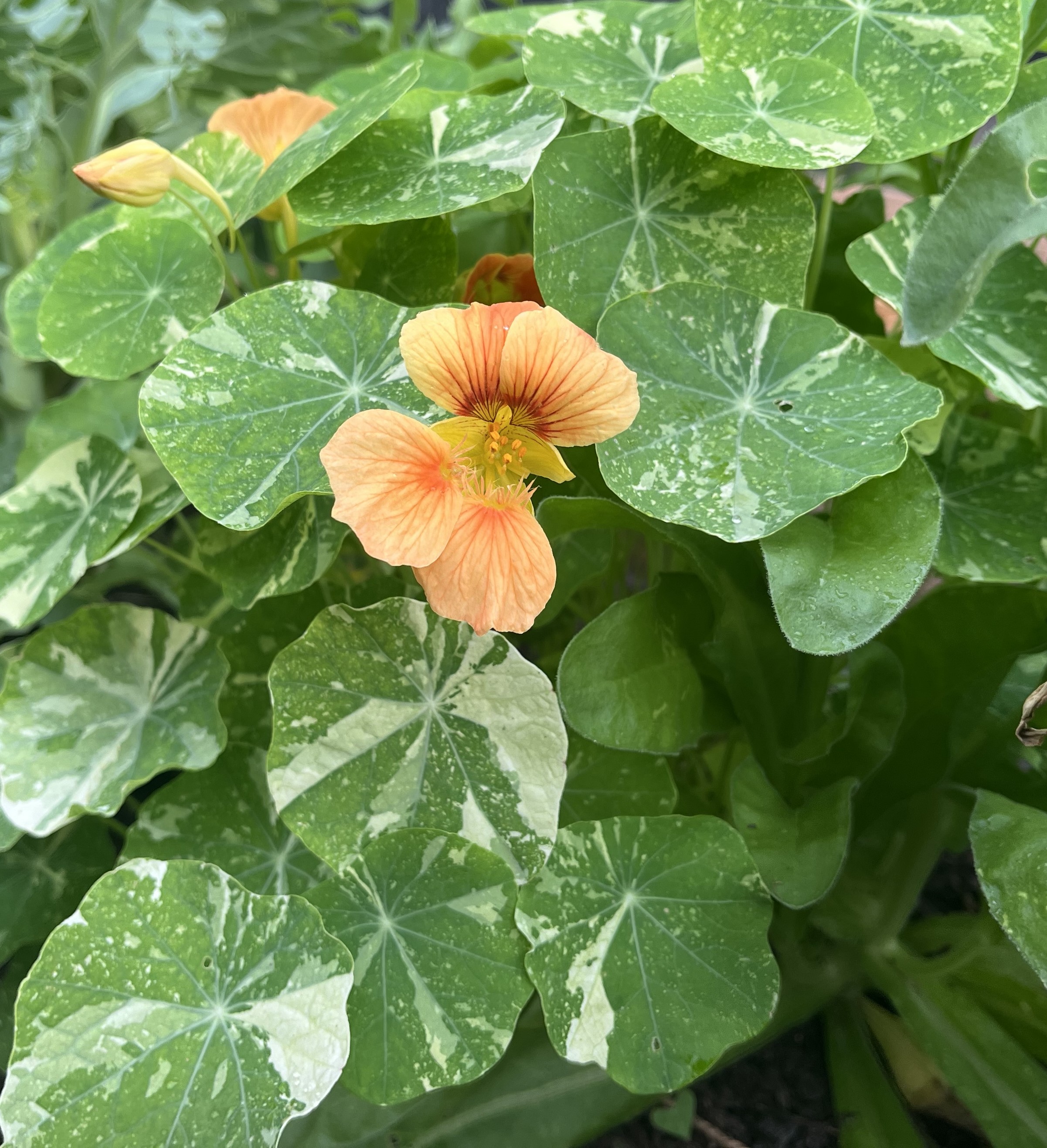 Nasturtiums blooming