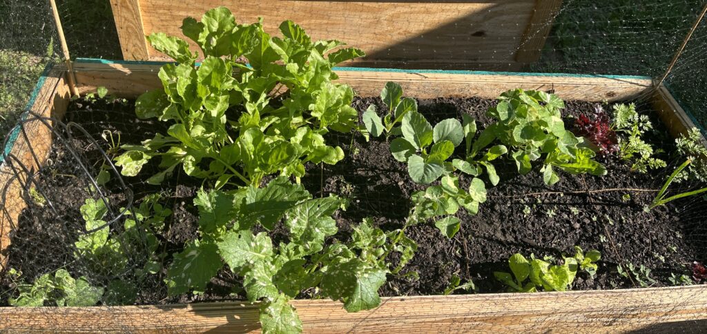 A raised bed garden