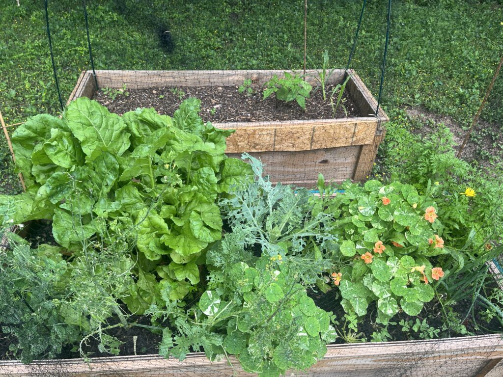 plants in a raised bed garden