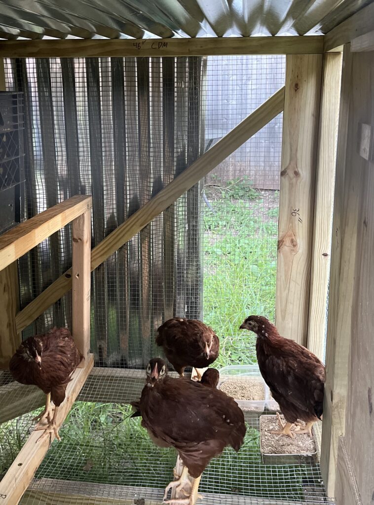 Chickens inside a coop.