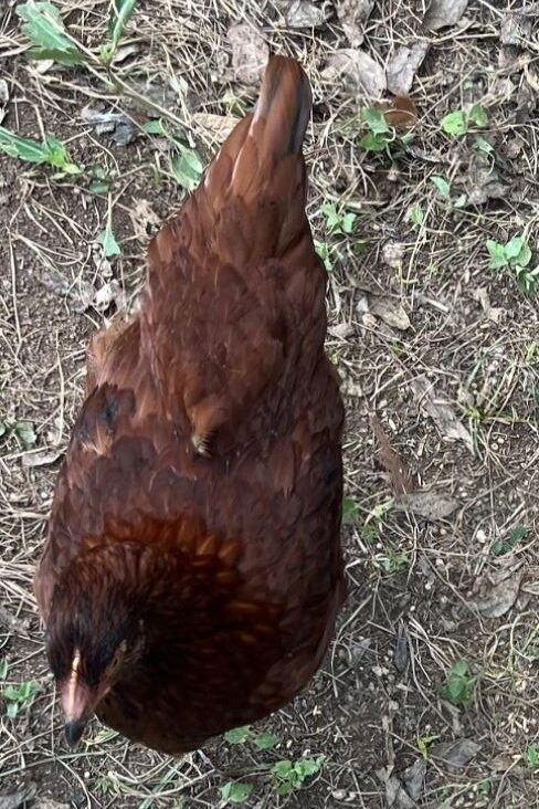 a brown chicken