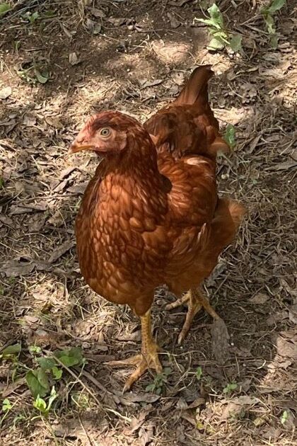 a golden chicken