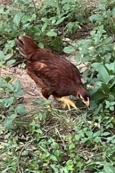 A chicken foraging