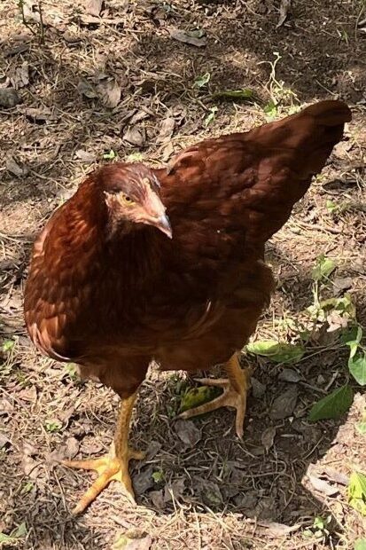 a brown chicken