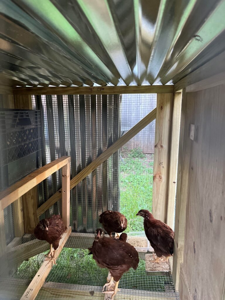 Chickens inside a chicken coop